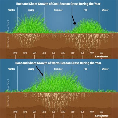 How Fast Does Grass Grow