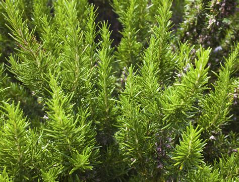 How Fast Does Rosemary Grow