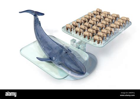 How Heavy Is A Blue Whale