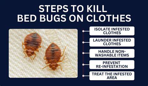 How Kill Bed Bugs