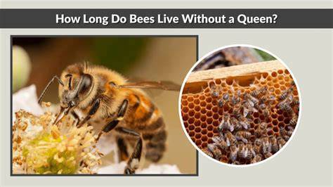 How Long Do Bees Live Queen