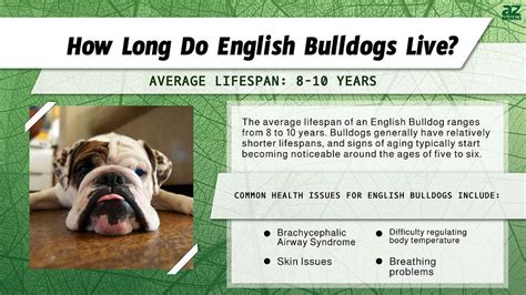How Long Do Bulldogs Live English