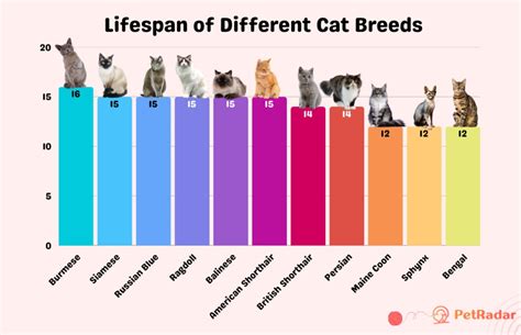 How Long Do Cats Live On