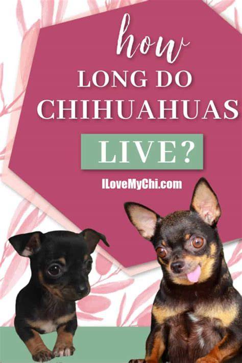 How Long Do Chihuahuas Live To