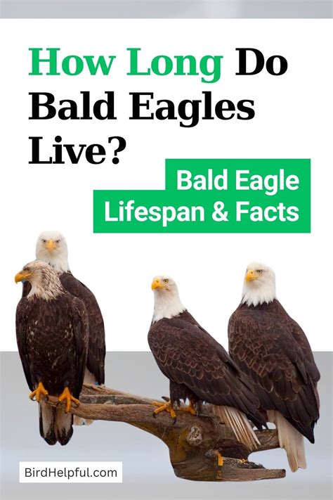 How Long Do Eagles Live Bald Eagles