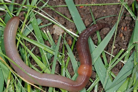 How Long Do Earthworms Live