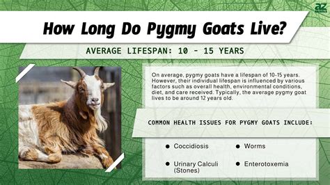 How Long Do Goats Live