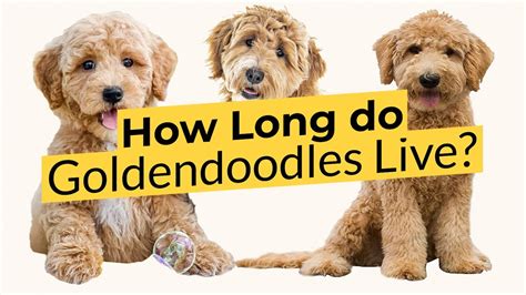 How Long Do Goldendoodles Live