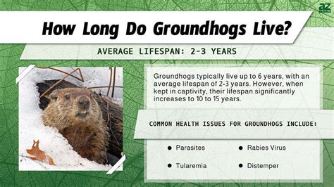 How Long Do Groundhogs Live