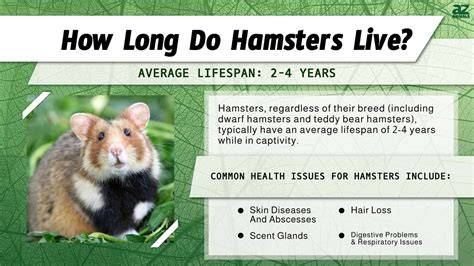 How Long Do Hamsters Live To