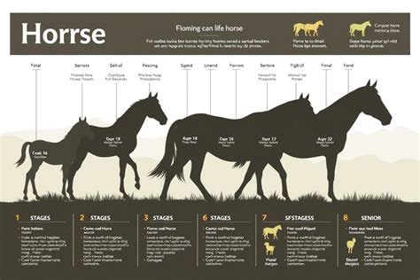 How Long Do Horses Live Usually