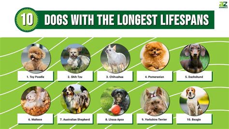 How Long Do Live Dogs