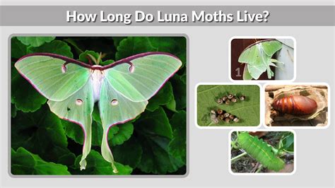 How Long Do Moths Live