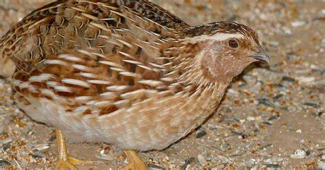 How Long Do Quail Live Coturnix