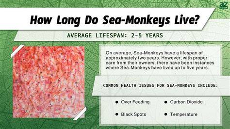 How Long Do Sea Monkeys Live