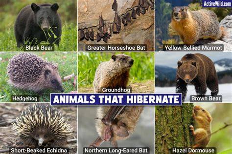 How Long Do They Hibernate