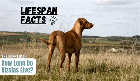 How Long Do Vizslas Live
