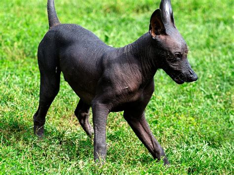 How Long Do Xoloitzcuintli Live
