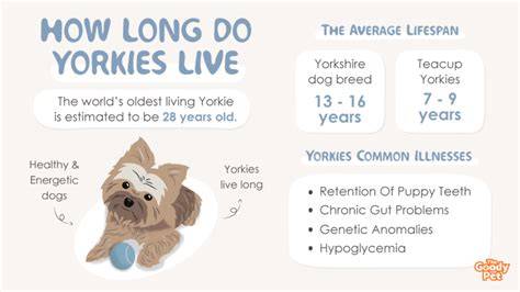How Long Do Yorkies Live