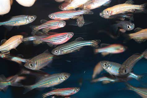 How Long Do Zebrafish Live