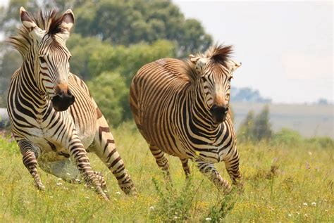 How Long Do Zebras Live In Wild