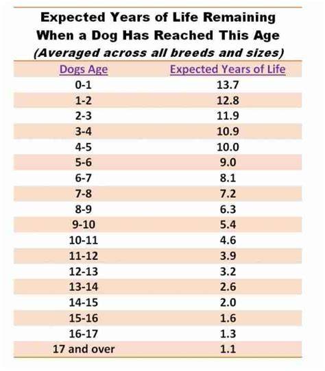 How Long Does Dog Live