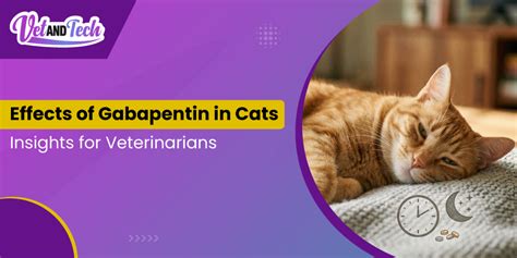 How Long Does Gabapentin Last In Cats