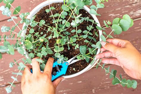 How Long Does Live Eucalyptus Last