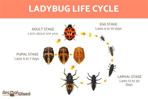 How Long Does Love Bugs Live