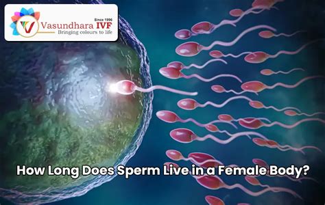 How Long Does Sperm Live On
