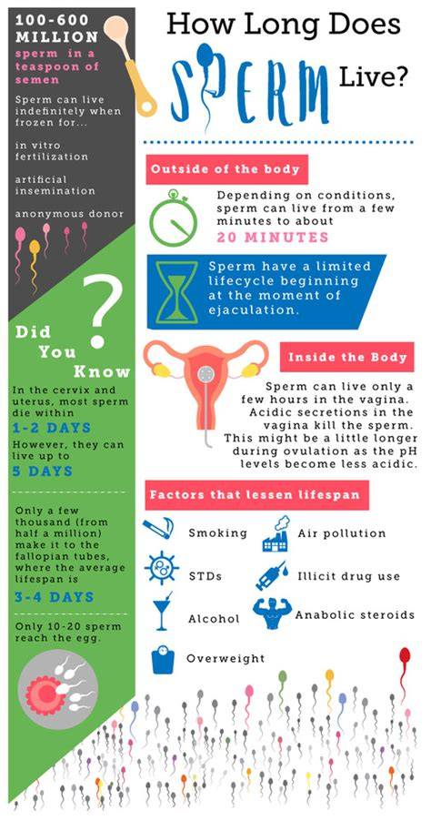How Long Does Sperm Live Uterus