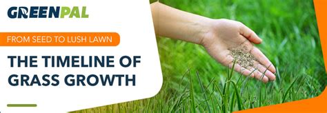 How Long Does Take Grass To Grow