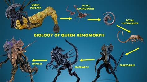 How Long Does Xenomorph Live