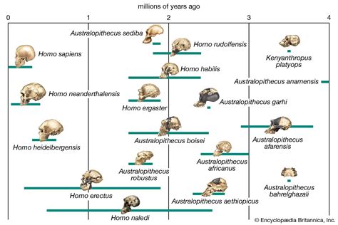 How Long Have Homosapiens Been Around
