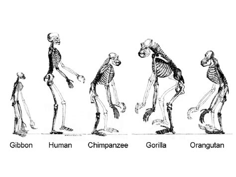 How Long Have Humans Existed On Earth
