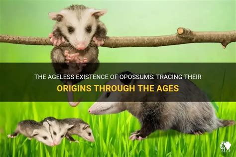 How Long Have Opossums Been Around