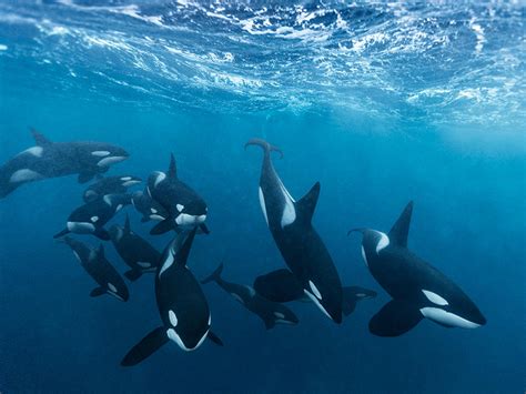 How Long Have Orcas Been Around