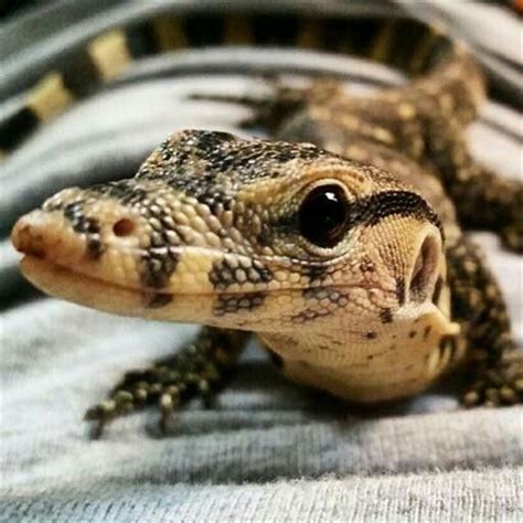 How Long Have Reptiles Been On Earth