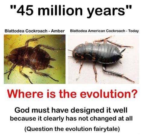 How Long Have Roaches Been On Earth