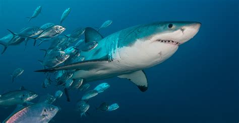 How Long Have Sharks Existed