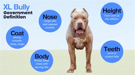 How Long Have Xl Bullies Been Around