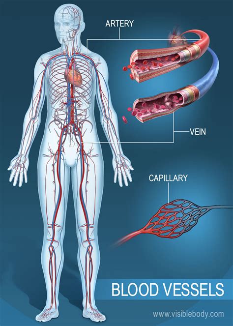 How Long Is Your Blood Vessels