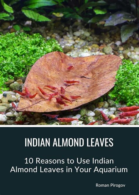 How Long To Boil Indian Almond Leaves