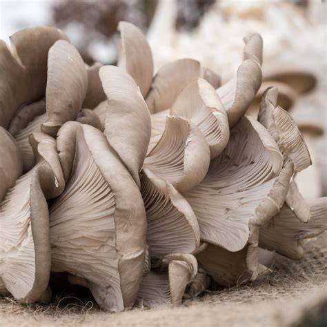 How Long To Boil Oyster Mushrooms