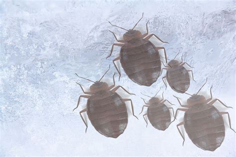 How Long To Freeze Kill Bed Bugs