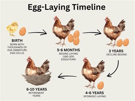 How Long Until Chickens Lay Eggs