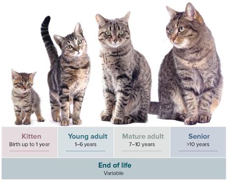 How Long Until Kittens Are Full Grown