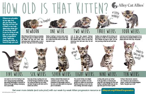 How Long Until Kittens Start Walking