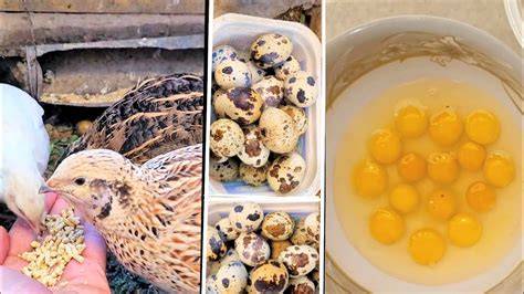 How Long Until Quail Start Laying Eggs