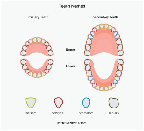 How Many Adult Teeth